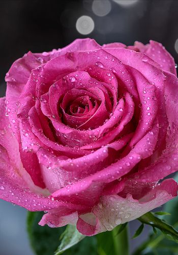 pink rose, rose Wallpaper 1668x2388