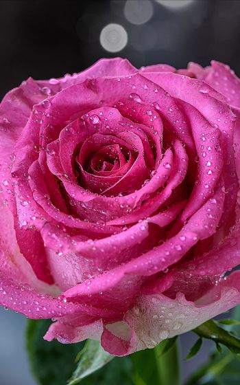 pink rose, rose Wallpaper 800x1280