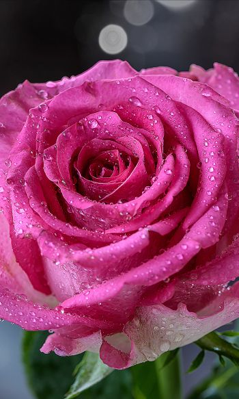 pink rose, rose Wallpaper 1200x2000