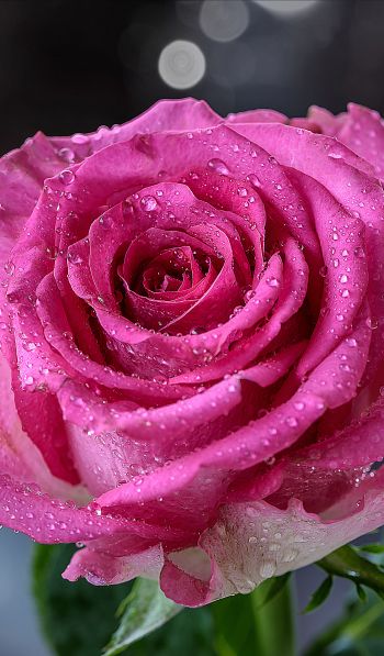 pink rose, rose Wallpaper 600x1024