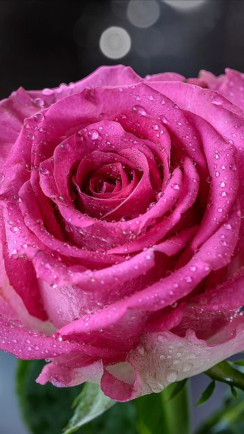 pink rose, rose Wallpaper 2160x3840