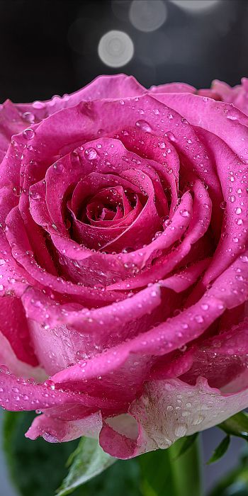 pink rose, rose Wallpaper 720x1440