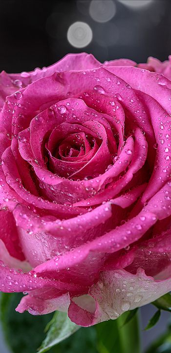 pink rose, rose Wallpaper 1440x2960
