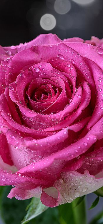 pink rose, rose Wallpaper 1284x2778