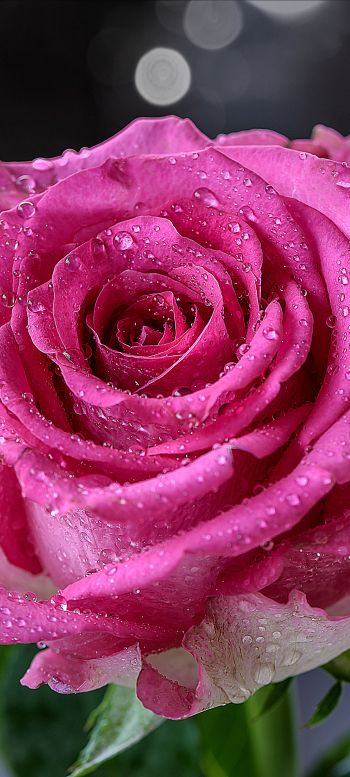 pink rose, rose Wallpaper 1080x2400