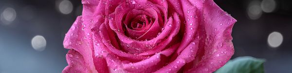 pink rose, rose Wallpaper 1590x400