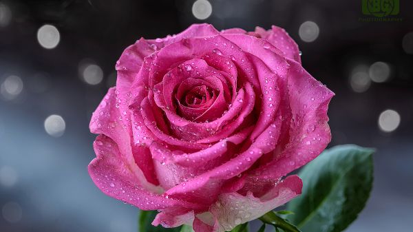pink rose, rose Wallpaper 3840x2160