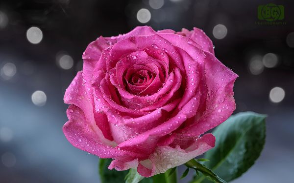 pink rose, rose Wallpaper 1920x1200