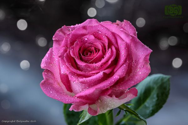 pink rose, rose Wallpaper 6000x4000