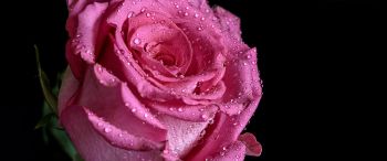 pink rose, rose on black background Wallpaper 3440x1440
