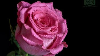 pink rose, rose on black background Wallpaper 1366x768