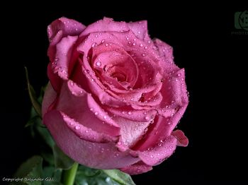 pink rose, rose on black background Wallpaper 1024x768