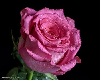 pink rose, rose on black background Wallpaper 1280x1024