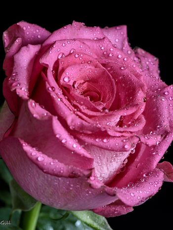pink rose, rose on black background Wallpaper 1668x2224