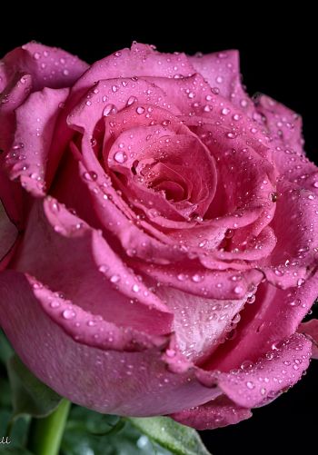pink rose, rose on black background Wallpaper 1668x2388