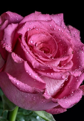 pink rose, rose on black background Wallpaper 1640x2360