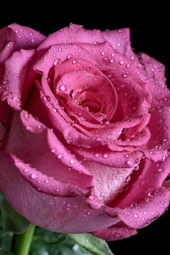 pink rose, rose on black background Wallpaper 640x960