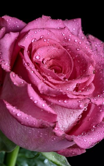 pink rose, rose on black background Wallpaper 1752x2800