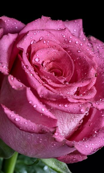 pink rose, rose on black background Wallpaper 1200x2000