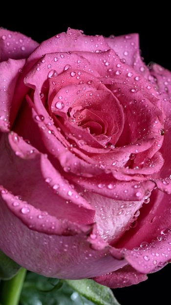 pink rose, rose on black background Wallpaper 1440x2560