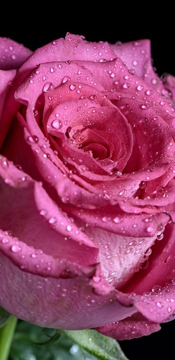 pink rose, rose on black background Wallpaper 1080x2220