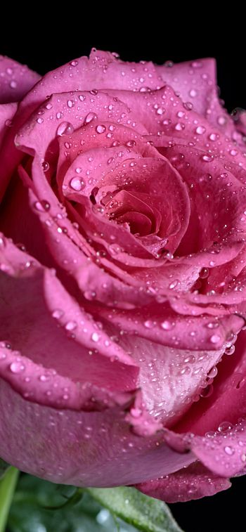 pink rose, rose on black background Wallpaper 1125x2436