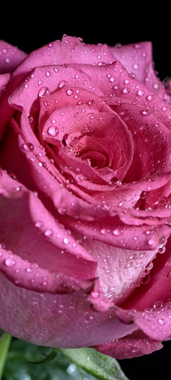 pink rose, rose on black background Wallpaper 1080x2400
