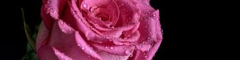 pink rose, rose on black background Wallpaper 1590x400