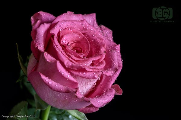 pink rose, rose on black background Wallpaper 5531x3687