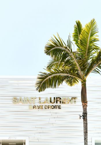 areca, palm trees, white Wallpaper 1640x2360