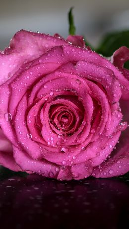 pink rose, rose Wallpaper 640x1136