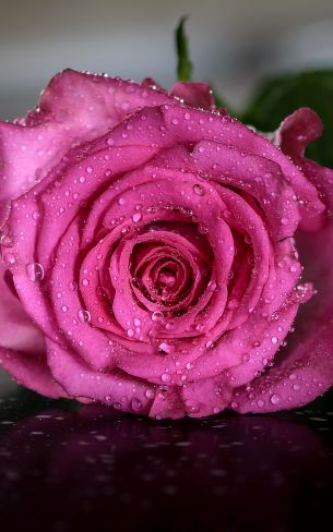 pink rose, rose Wallpaper 1200x1920