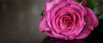 pink rose, rose Wallpaper 3440x1440