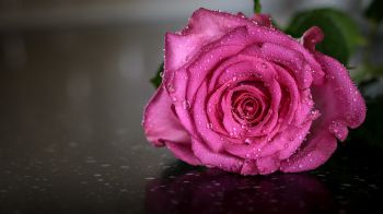 pink rose, rose Wallpaper 2560x1440