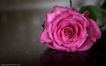 Обои 1920x1200 розовая роза, роза