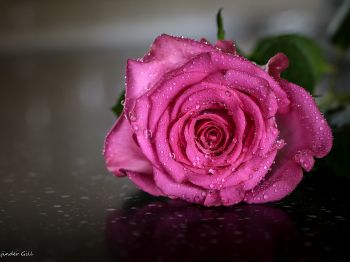 pink rose, rose Wallpaper 1024x768
