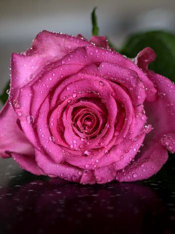 pink rose, rose Wallpaper 1668x2224