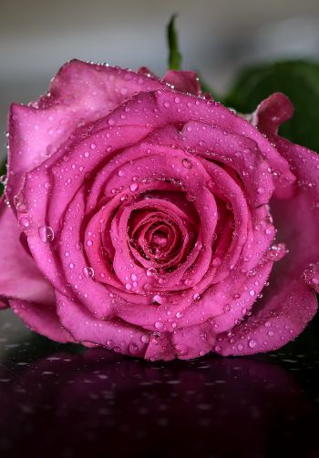 pink rose, rose Wallpaper 1640x2360