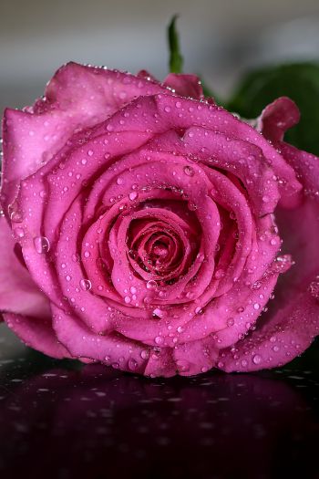 pink rose, rose Wallpaper 640x960