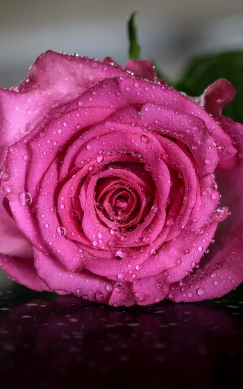 pink rose, rose Wallpaper 1200x1920