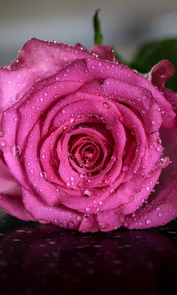 pink rose, rose Wallpaper 1200x2000
