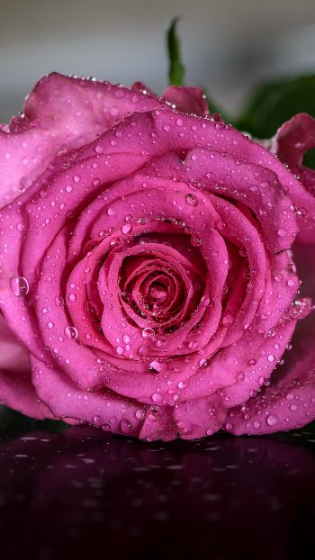 pink rose, rose Wallpaper 1440x2560