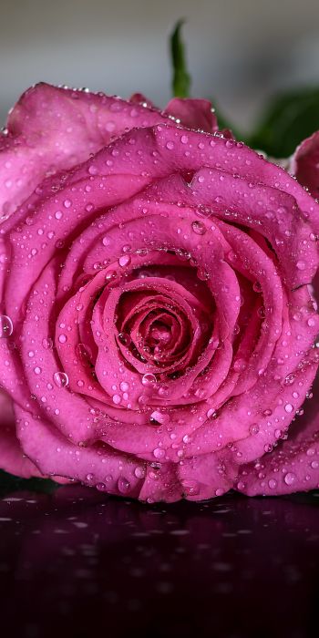 pink rose, rose Wallpaper 720x1440