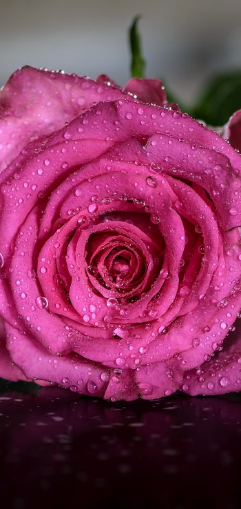 pink rose, rose Wallpaper 1080x2280