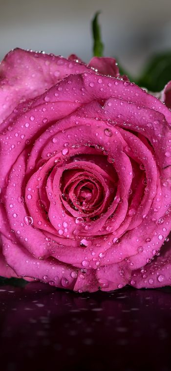 pink rose, rose Wallpaper 1284x2778