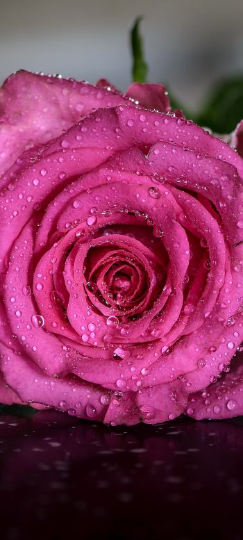pink rose, rose Wallpaper 720x1600