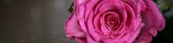 pink rose, rose Wallpaper 1590x400