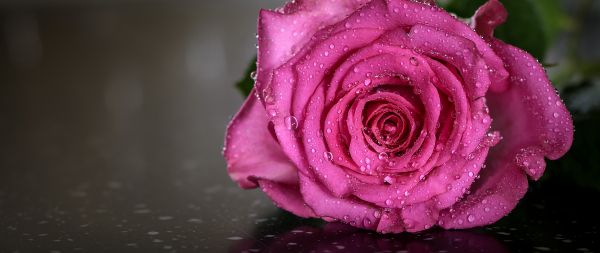 pink rose, rose Wallpaper 2560x1080