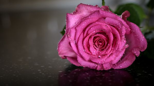 Обои 1600x900 розовая роза, роза
