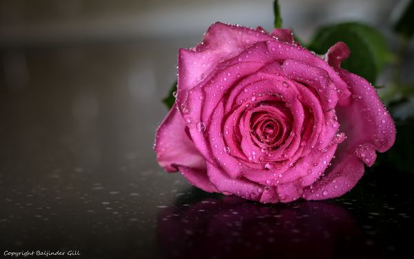 pink rose, rose Wallpaper 2560x1600